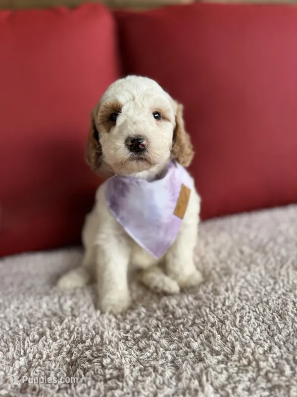 Venus – Bernedoodle puppy for sale in Fate, TX
