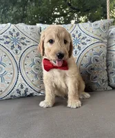 Citrus F1 goldendoodle, a male Goldendoodle for sale in Fate, TX – 4 of 6