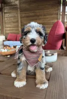 Seahorse, a male Bernedoodle for sale in Royse City, TX – 2 of 4