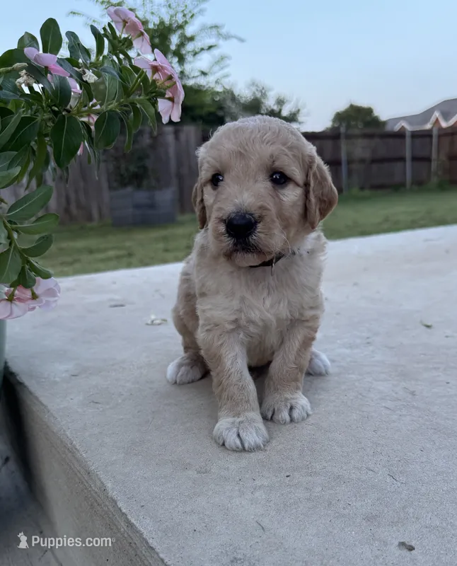 Citrus – Goldendoodle puppy for sale in Fate, TX