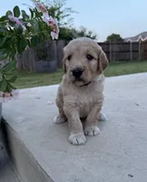 Citrus, a male Goldendoodle for sale in Fate, TX – 1 of 3