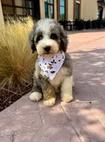 Dolphin, a female Bernedoodle for sale in Royse City, TX – 5 of 5