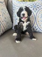 Cookies n Cream, a female Bernedoodle for sale in Royse City, TX – 6 of 7