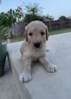 Citrus, a male Goldendoodle for sale in Fate, TX – 3 of 3