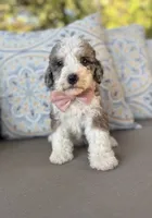 Vanilla, a female Bernedoodle for sale in Royse City, TX – 6 of 10