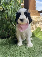 Star, a female Bernedoodle for sale in Fate, TX – 5 of 5