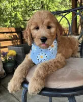 Tiramisu, a female Goldendoodle for sale in Fate, TX – Photo 2 of 2
