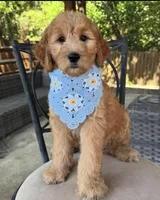 Tiramisu, a female Goldendoodle for sale in Fate, TX – Photo 1 of 2