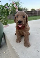 Grapefruit, a male Goldendoodle for sale in Fate, TX – 3 of 5