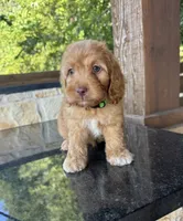 Coffee, a male Cockapoo for sale in Fate, TX – 2 of 6