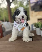 Christina, a female Bernedoodle for sale in Royse City, TX – 3 of 3