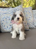 Vanilla, a female Bernedoodle for sale in Royse City, TX – 8 of 10