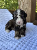 Fudge, a male Bernedoodle for sale in Fate, TX – 3 of 3