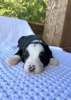Neapolitan, a male Bernedoodle for sale in Fate, TX – 1 of 3