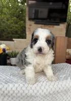 Whale, a male Bernedoodle for sale in Royse City, TX – 2 of 7