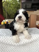 Jellyfish, a male Bernedoodle for sale in Royse City, TX – 5 of 7