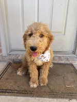 Belle, a female Goldendoodle for sale in Royse City, TX – 2 of 2