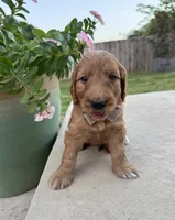 Orange, a male Goldendoodle for sale in Fate, TX – 3 of 8