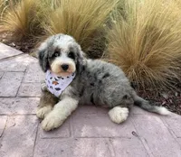 Dolphin, a female Bernedoodle for sale in Royse City, TX – 2 of 5