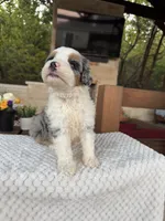 Whale, a male Bernedoodle for sale in Royse City, TX – 5 of 7