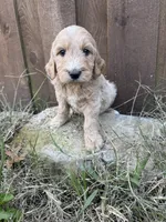Jasmine, a female Goldendoodle for sale in Fate, TX – Photo 3 of 3