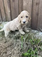 Jasmine, a female Goldendoodle for sale in Fate, TX – Photo 2 of 3