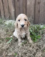 Jasmine, a female Goldendoodle for sale in Fate, TX – Photo 1 of 3