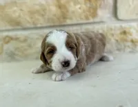 Jupiter, a male Bernedoodle for sale in Fate, TX – Photo 1 of 4
