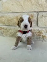 Jupiter, a male Bernedoodle for sale in Fate, TX – Photo 3 of 4