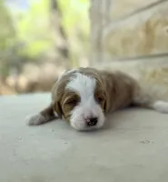 Jupiter, a male Bernedoodle for sale in Fate, TX – Photo 2 of 4