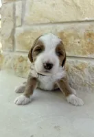 Jupiter, a male Bernedoodle for sale in Fate, TX – Photo 4 of 4