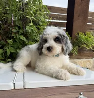 Merideth, a female Bernedoodle for sale in Royse City, TX – 8 of 10