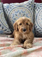 Cranberry, a  Goldendoodle for sale in Fate, TX – 5 of 5