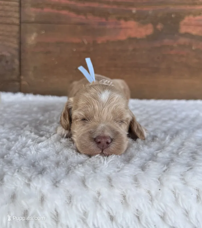 Rocky – Cockapoo puppy for sale in Fate, TX