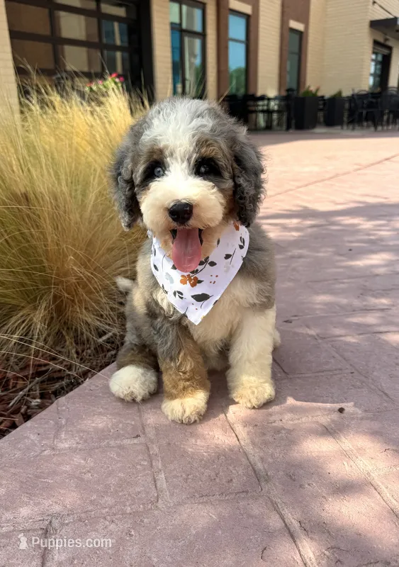 Dolphin – Bernedoodle puppy for sale in Royse City, TX