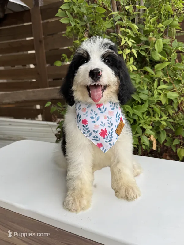 Christina – Bernedoodle puppy for sale in Royse City, TX