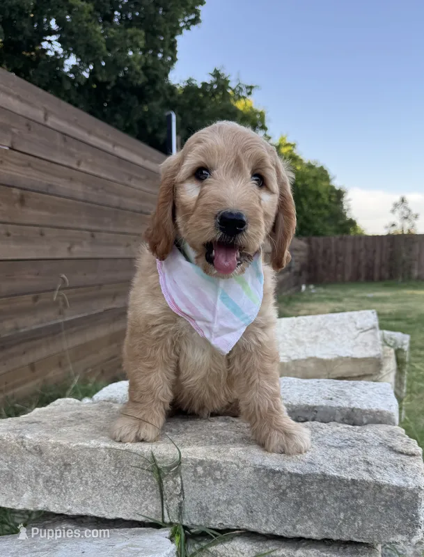 Lemon F1 Goldendoodle – Goldendoodle puppy for sale in Fate, TX