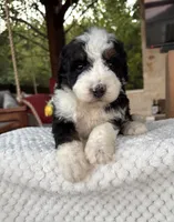Jellyfish, a male Bernedoodle for sale in Royse City, TX – 7 of 7