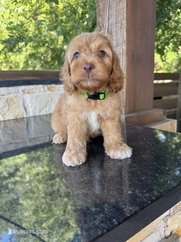 Coffee – Cockapoo puppy for sale in Fate, TX