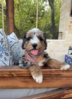 Seahorse, a male Bernedoodle for sale in Royse City, TX – 4 of 4