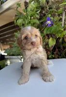 Liberty, a female Cockapoo for sale in Royse City, TX – 7 of 7