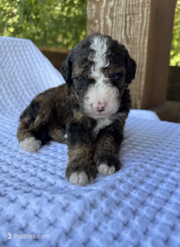 Fudge – Bernedoodle puppy for sale in Fate, TX
