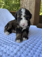 Fudge, a male Bernedoodle for sale in Fate, TX – 1 of 3