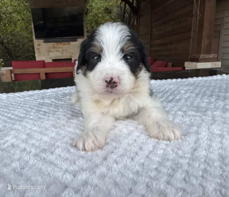 Christina – Bernedoodle puppy for sale in Fate, TX