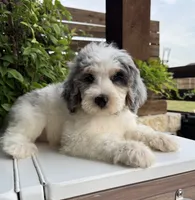 Merideth, a female Bernedoodle for sale in Royse City, TX – 9 of 10