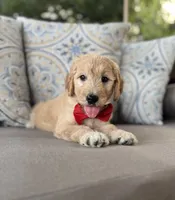 Citrus F1 goldendoodle, a male Goldendoodle for sale in Fate, TX – 6 of 6