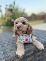 Liberty, a female Cockapoo and Poodle - Miniature  for sale in Royse City, TX – 3 of 7