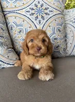 Coffee, a male Cockapoo for sale in Fate, TX – 4 of 6