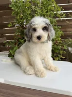 Merideth, a female Bernedoodle for sale in Royse City, TX – 10 of 10