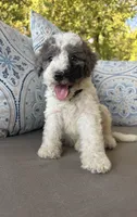 Rocky Road, a male Bernedoodle for sale in Royse City, TX – 6 of 6